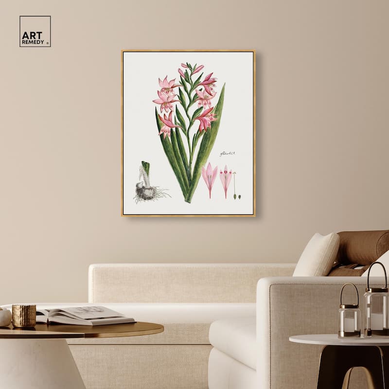 Gladiolus Carneus Canvas by Art Remedy