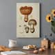 Mushroom Varieties I Premium Gallery Wrapped Canvas - Ready to Hang ...