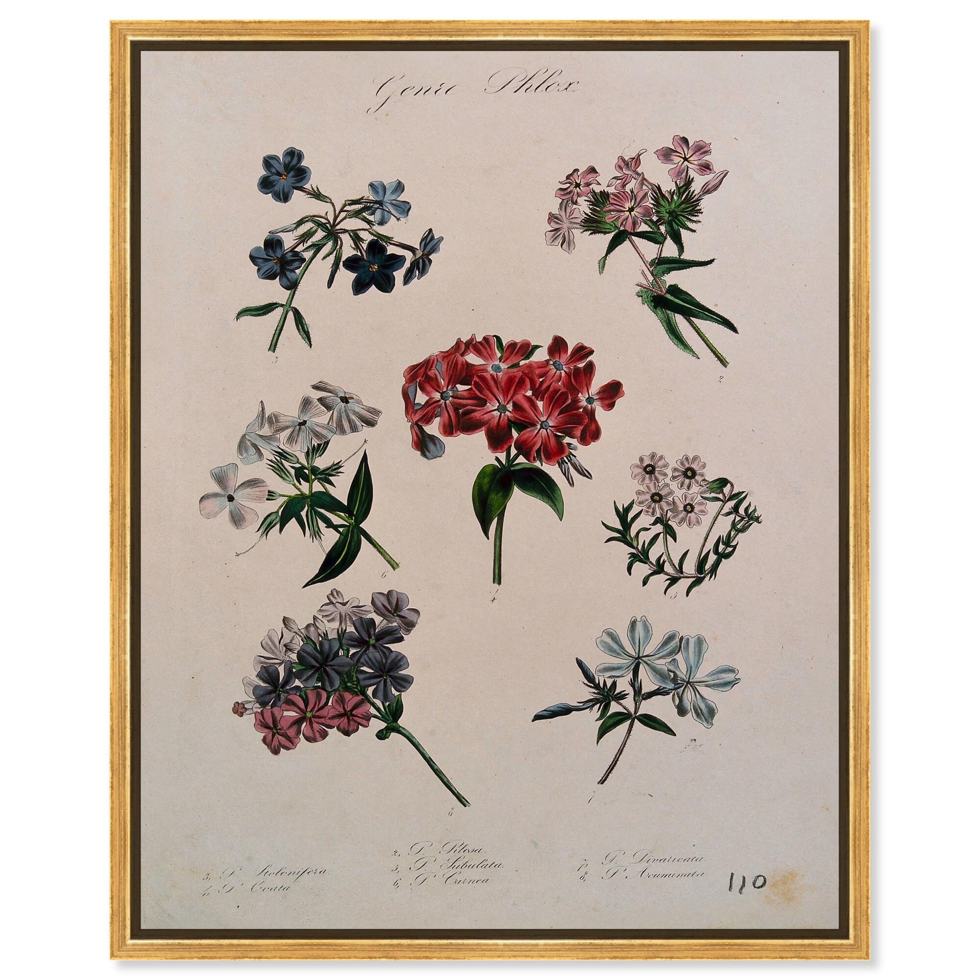 Seven Flowering Plants Canvas by Art Remedy