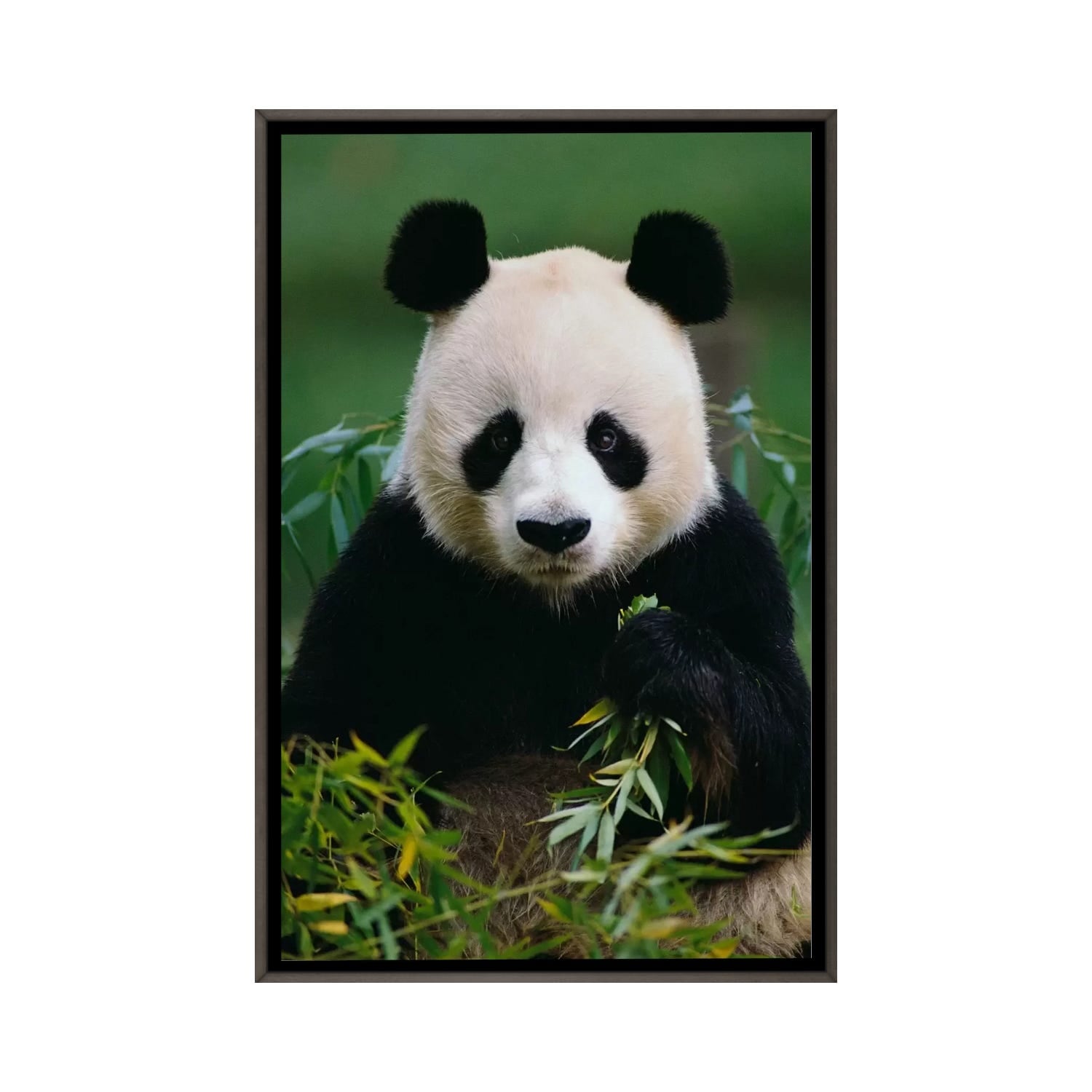 Throw Pillow giant panda while eating bamboo 