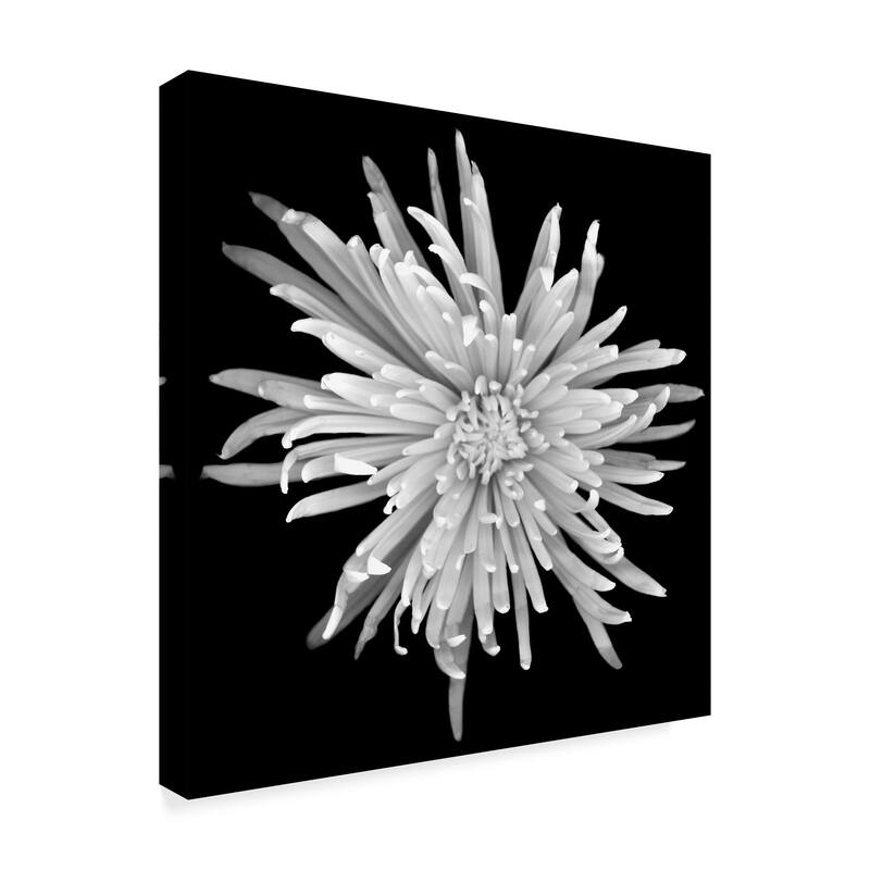 Susan S. Barmon 'Chrysanthemum 1 Black And White' Canvas Art