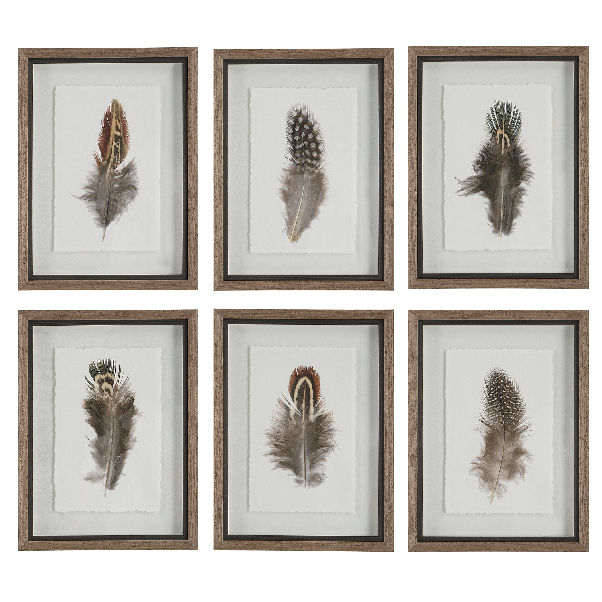 Uttermost Birds Of A Feather Framed Prints (Set of 6) - 15 W x 20 H x 1.75 D (inches)