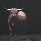 preview thumbnail 5 of 5, Uttermost King Of The Hill Framed Bovine Print