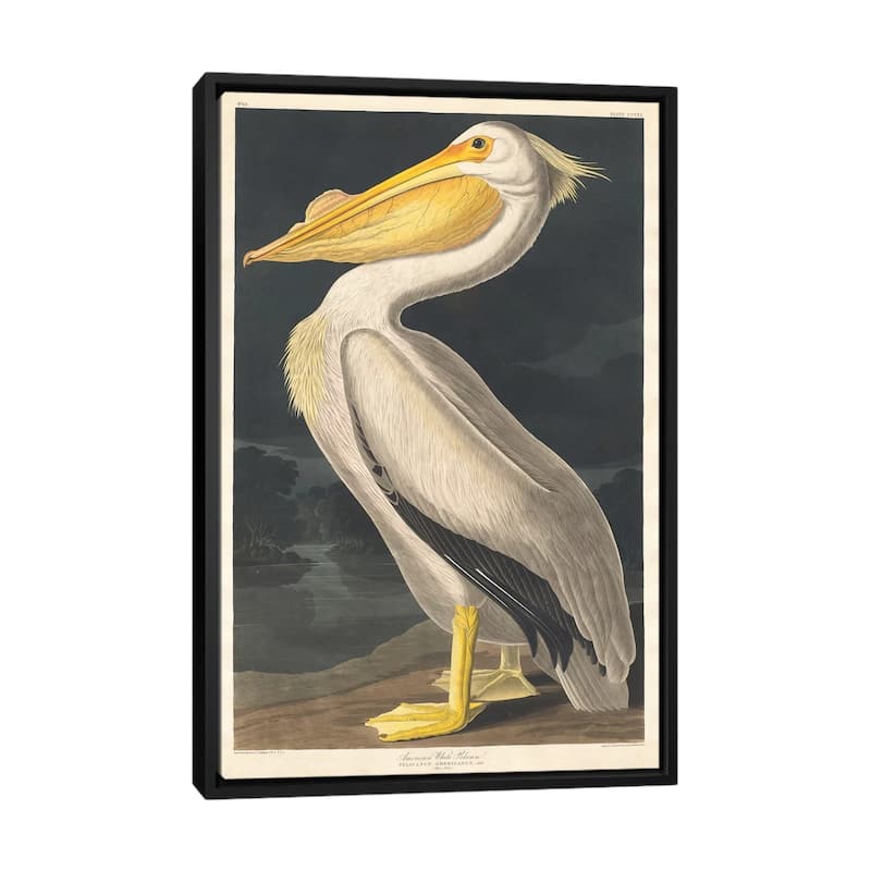 iCanvas "American White Pelican" by John James Audubon Framed Canvas Print - Black - 40x26