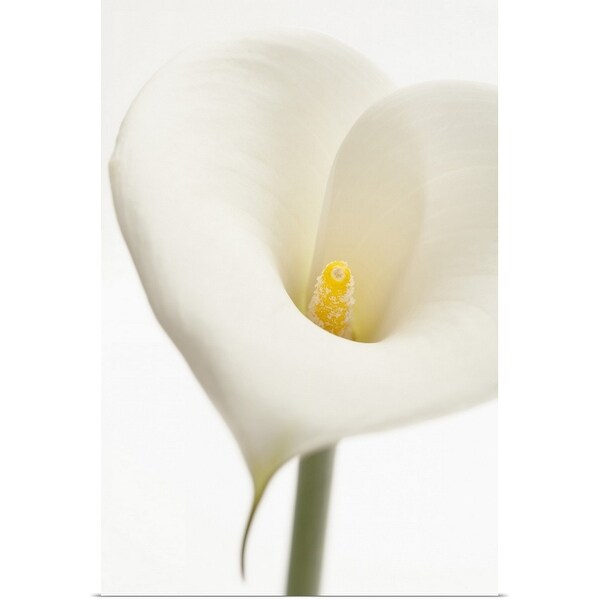 "Calla Lily" Poster Print