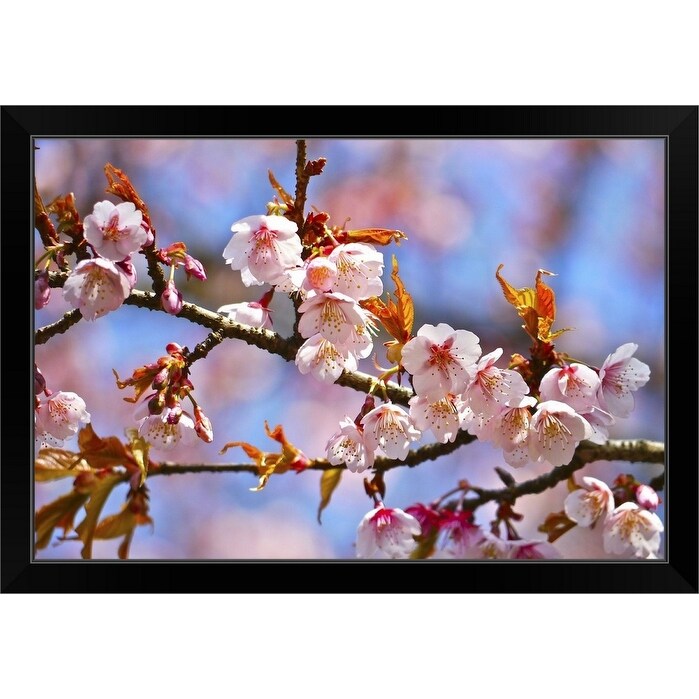 Shop Close Up Of Cherry Blossom With Bokeh Background Black