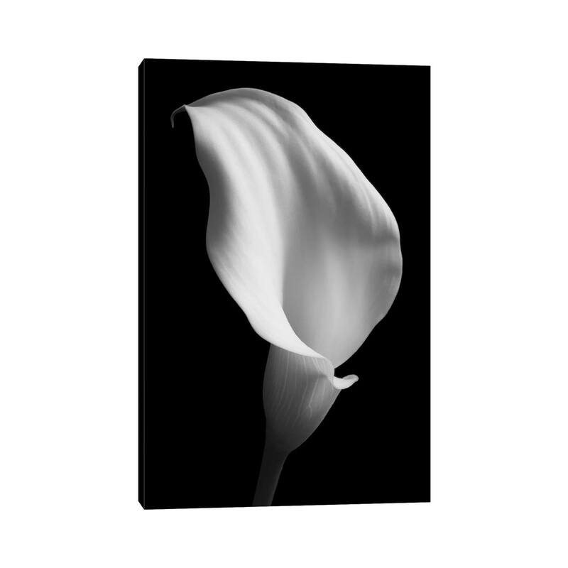 iCanvas "Lily On Black II" by Tom Quartermaine Canvas Print