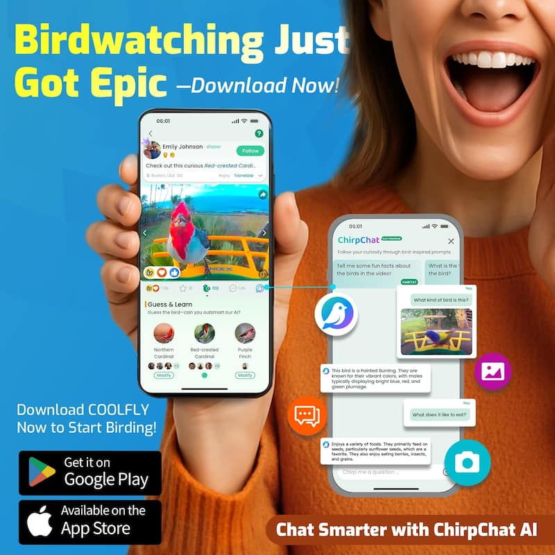 Smart Hummingbird Feeder with Camera Solar Powered