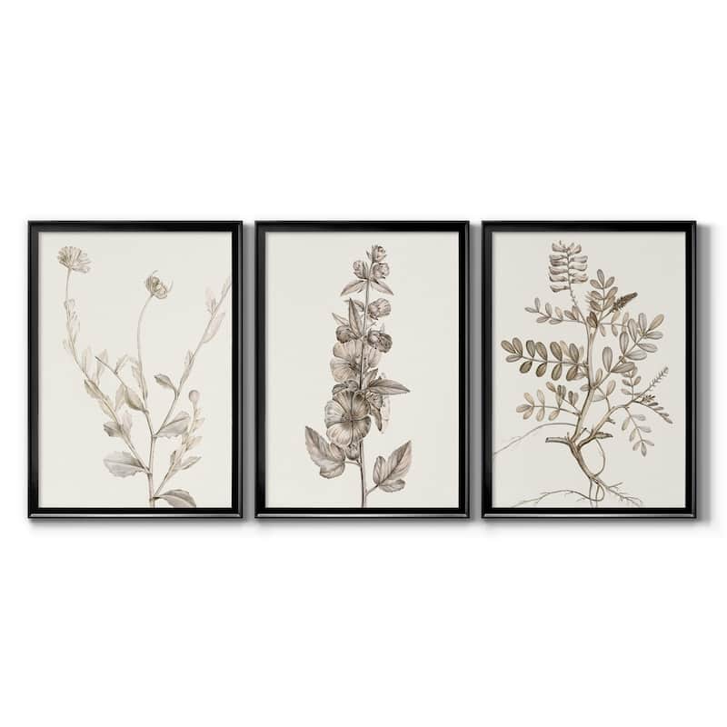 Neutral Botanical Study IV Premium Framed Canvas - Ready to Hang - Multi-Color - 30.5X42.5 - Black