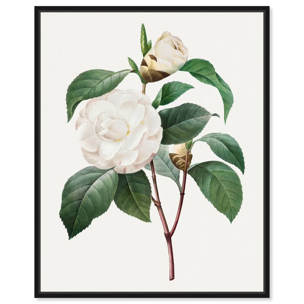 White Camellia Canvas by Art Remedy