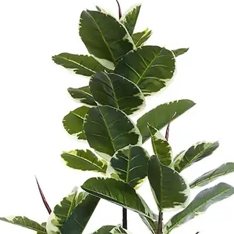 HomeRoots 73" Green Artificial Rubber Tree in a Black Pot - 6.69 in. x 72.83 in. x 6.69 in.