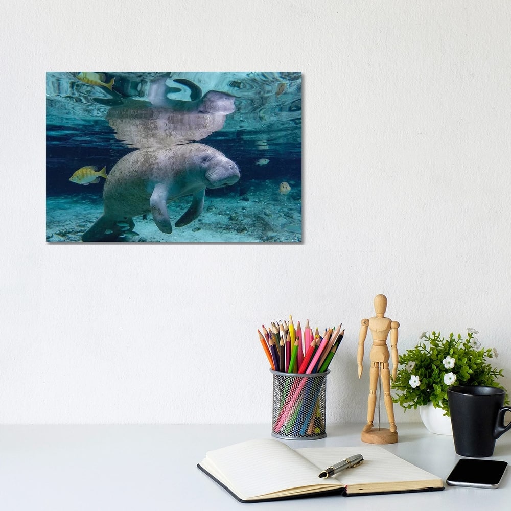 iCanvas "Florida Manatee" by Eric Fisher Canvas Print