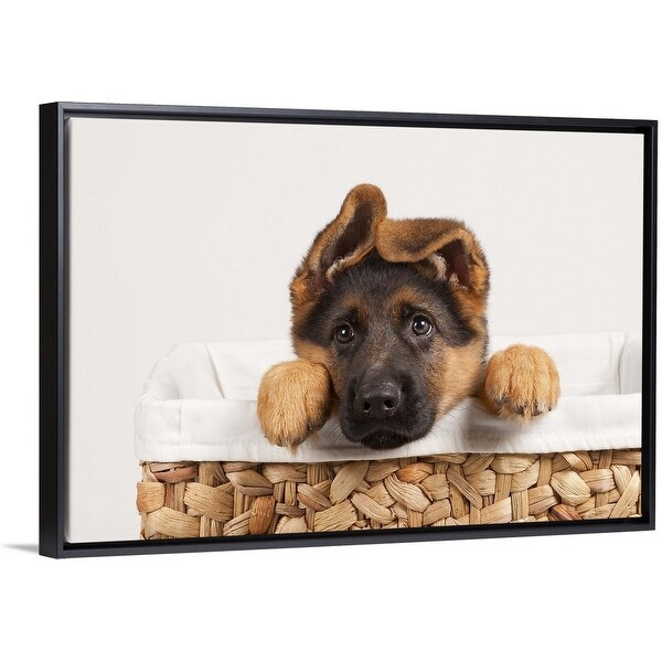 german shepherd puppy shop