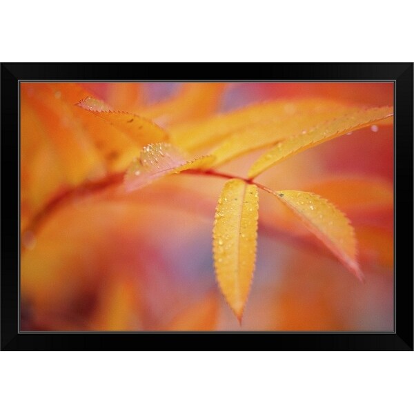 "Close-up of plant with slender yellow leaves" Black Framed Print