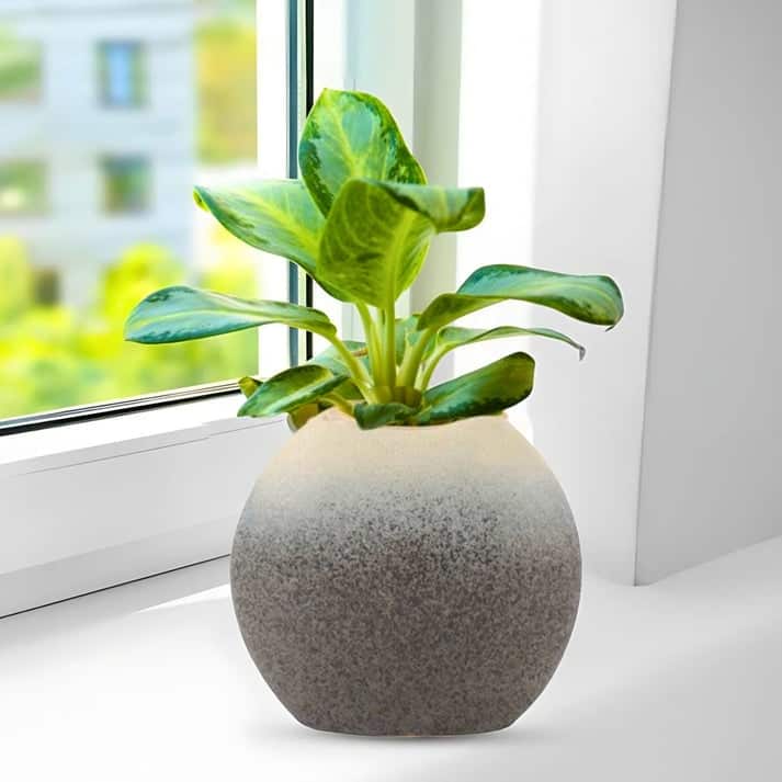 Gray Ceramic Decorative Vases, Modern Minimalist Set of Two Pieces
