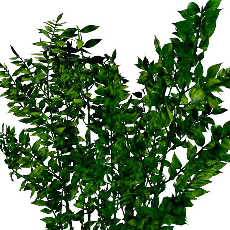 Bundle of 4 Preserved Ruscus,22-24" long - 22-24 inch