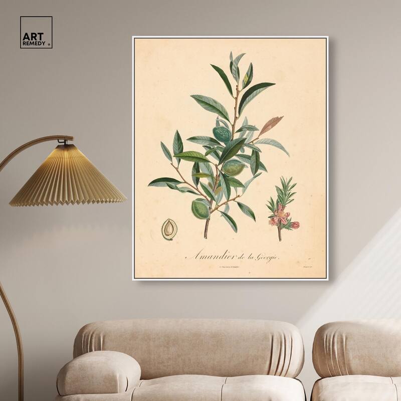 Almond of Georgia I Canvas by Art Remedy