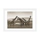 preview thumbnail 12 of 18, iCanvas "Gathering Giraffes" by Klaus Tiedge White - 16x24x1