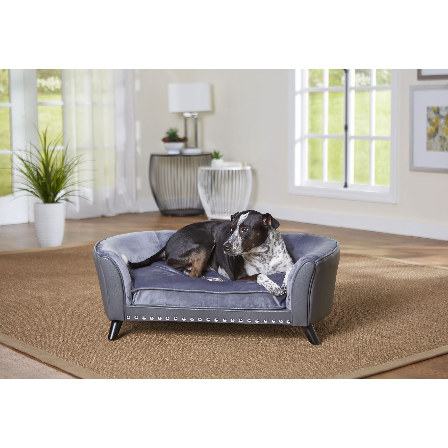 gray dog sofa