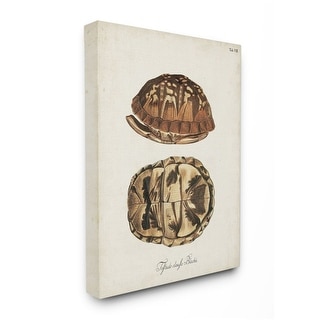 Stupell Box Turtle Shell Scientific Aquatic Reptile Study Canvas Wall 