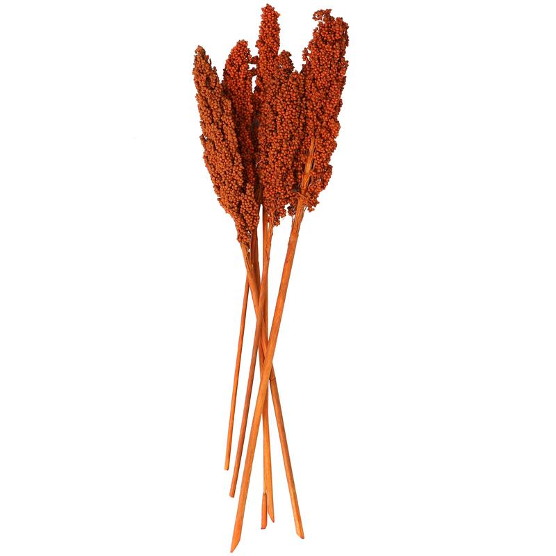 Orange Dried Plant Corn Maze Home Decor Natural Foliage with Long Stems