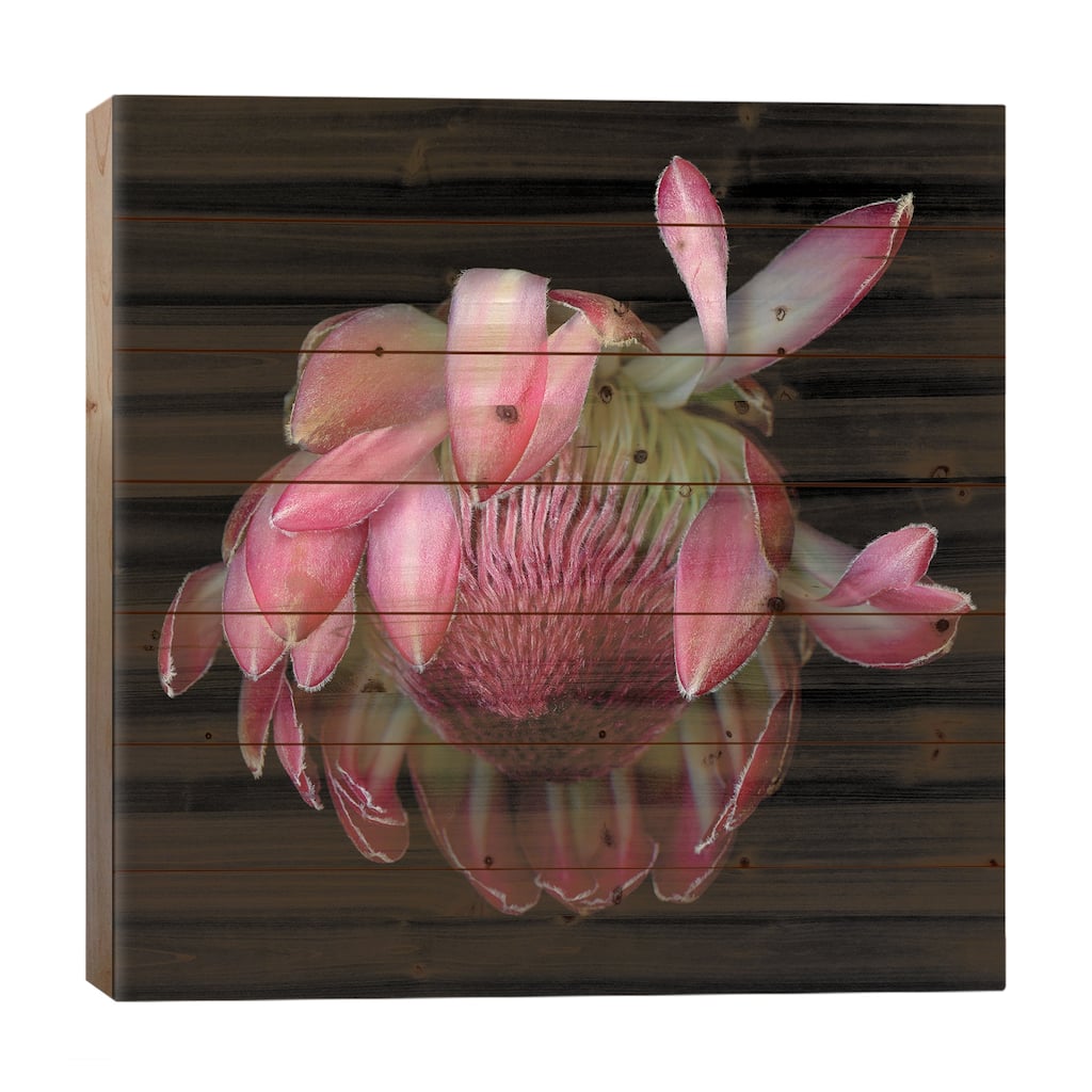 Protea King IV Print On Wood by Magda Indigo - Multi-Color