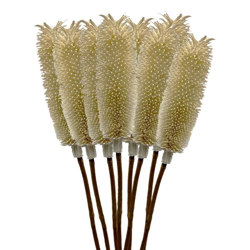 Bundle of 4 Dried Dipsacus Sativus, Teasel,20-24 inch long - 22-24 inch