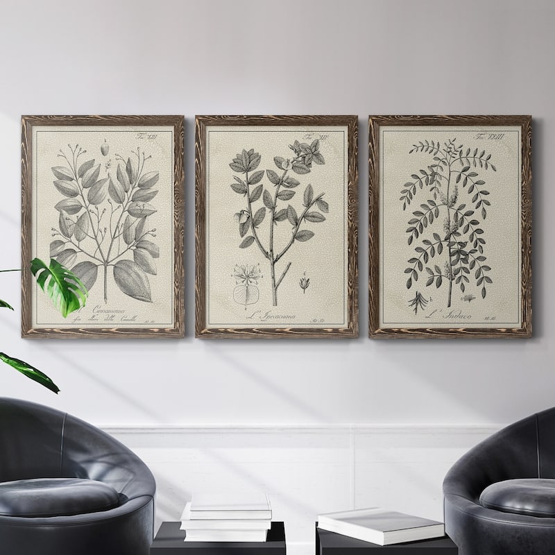 Antique Black & White Botanical VII-Premium Framed Canvas - Ready to Hang - Multi-Color