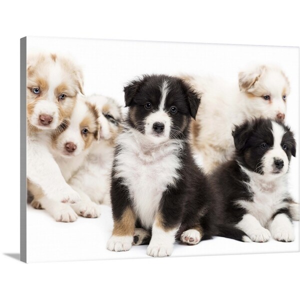 australian shepherd wall art