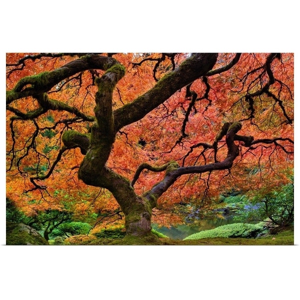 "Maple tree at portland Japanese garden in fall" Poster Print