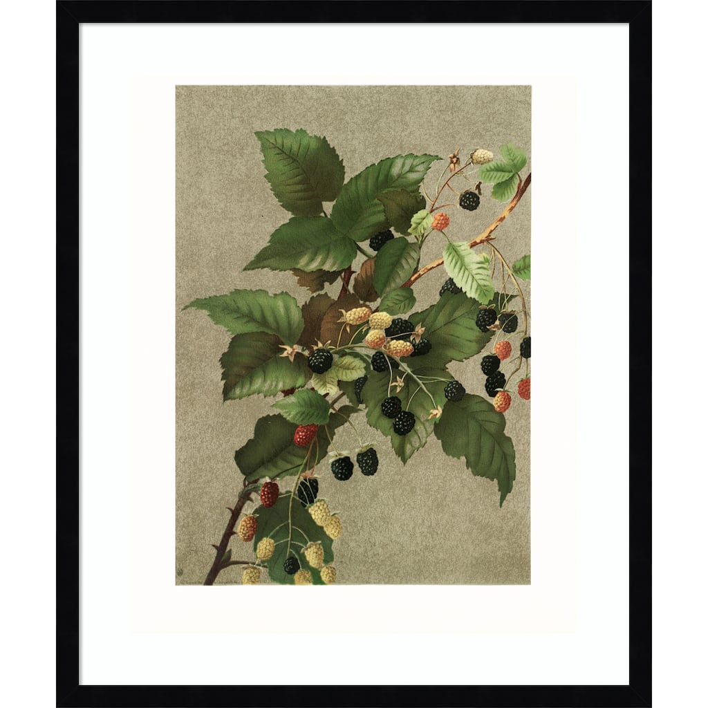 Blackberries by Ellen Thayer Fisher Wood Framed Wall Art Print
