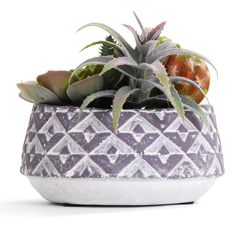 Succulent Garden - Mini - Eden - 1 Pack