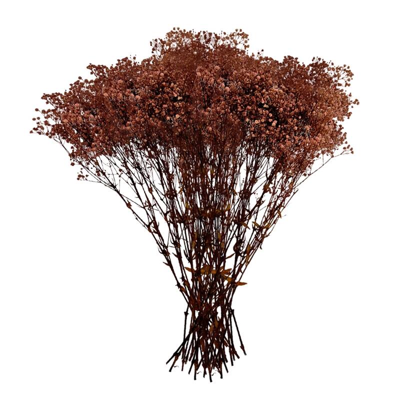 Bundle of 4 Preserved Gypsophila, Baby's Breath,24" long - 24 inch