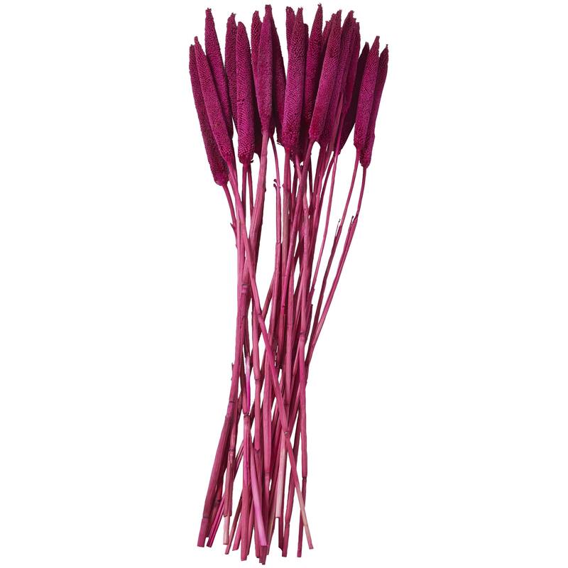 Dried Plant Bunny Tail Home Decor Natural Foliage - White, Red, Dark Brown, Orange, Green, Pink, Yellow - Roche River Decor