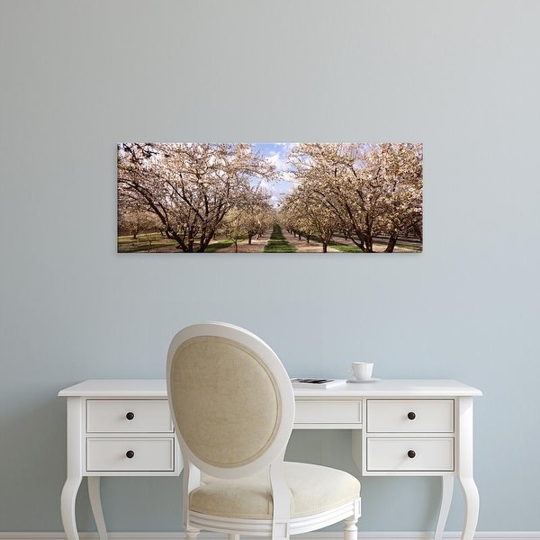 Easy Art Prints Panoramic Images's 'Almond trees in an orchard, Central Valley, California, USA' Premium Canvas Art