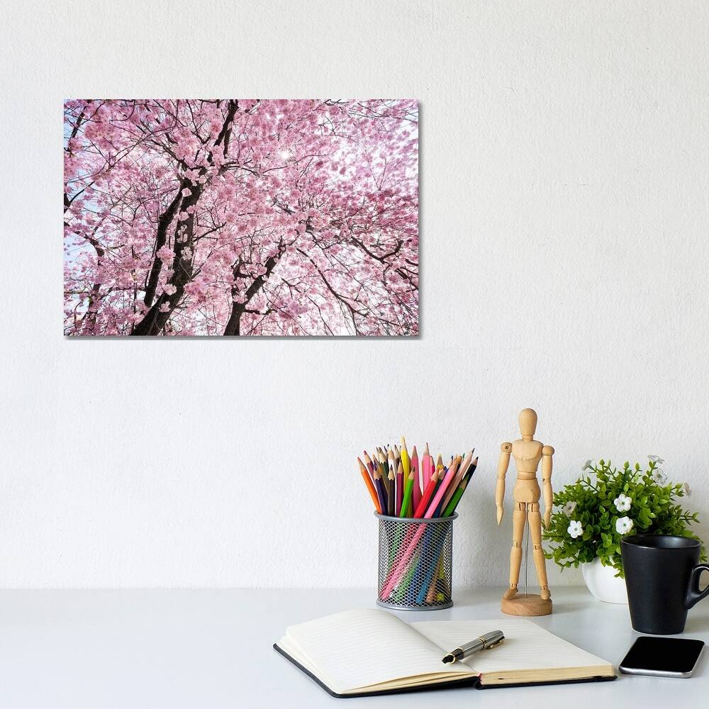 iCanvas "Cherry Blossom" by Stefan Hefele Canvas Print