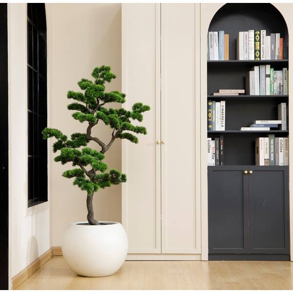 buy zz plant australia Buy ZZ 'Zamioculcus Zamiifolia' Indoor Plant 20cm Pot