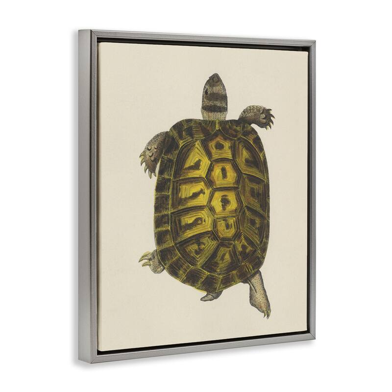 Stupell Vintage Maritime Tortoise Framed Floater Canvas Wall Art Design By Phillipa Katz