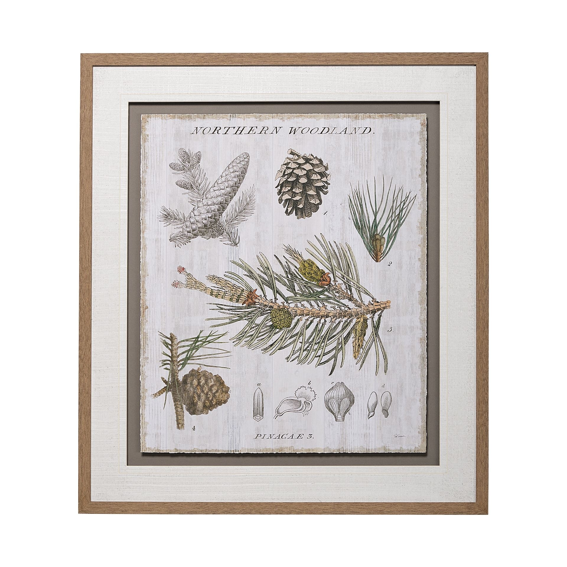 Mercana Woodland Chart III by Sue Schlabach a Hand Embellished Textured Framed Art Print Matted under Glass