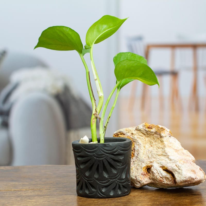 Novica Handmade Oval & Peacock Barro Negro Mini Flower Pot