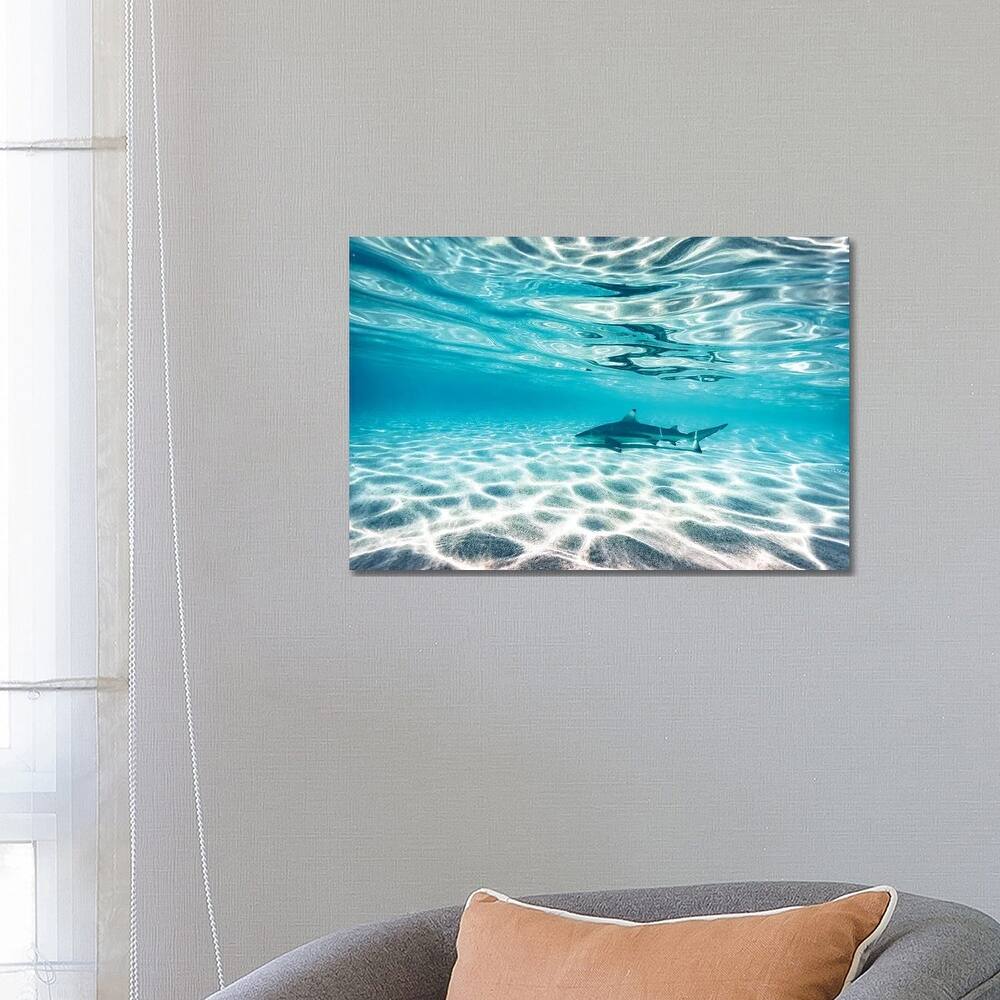iCanvas "Underwater Reef Shark Shallow Water" by James Vodicka Canvas Print