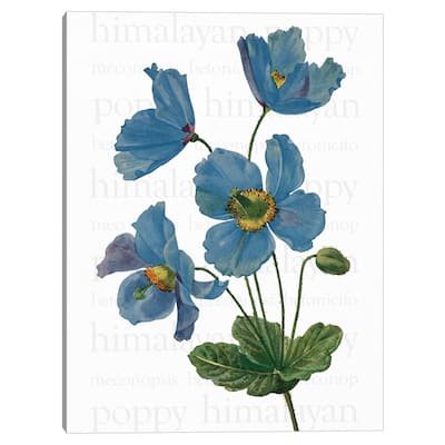 Himalayan Blue Poppy Text Canvas Art Print
