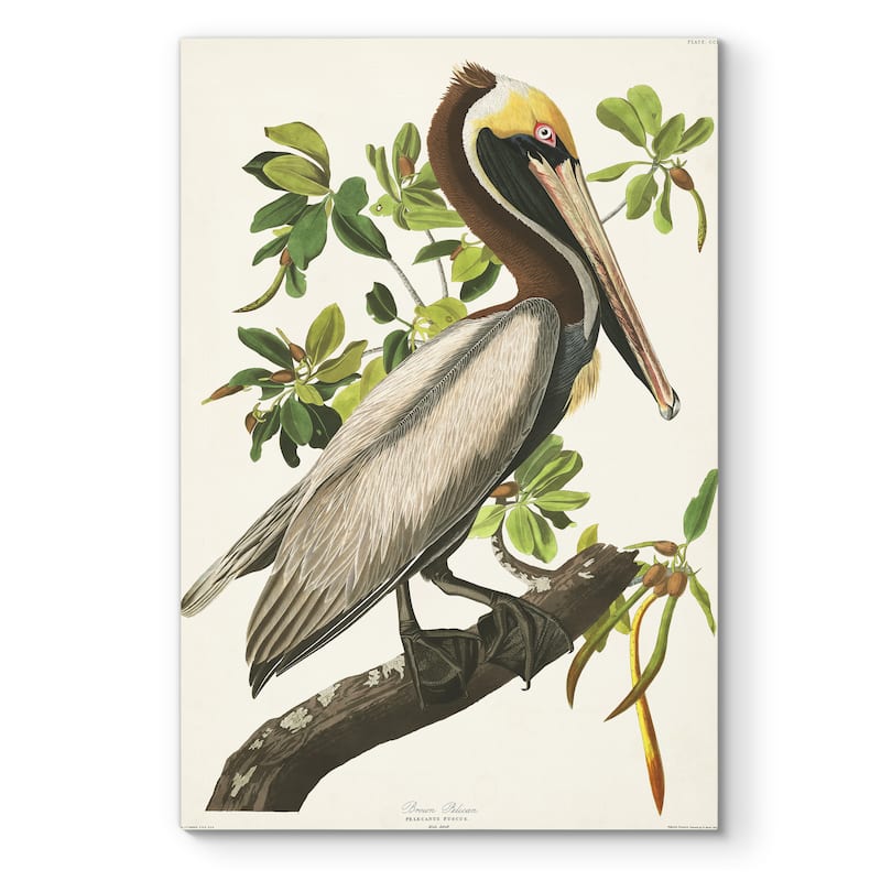 Pl 251 Brown Pelican -Premium Gallery Wrapped Canvas