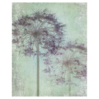 Allium Globe Canvas Art Print