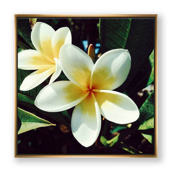 Mini Canvas Painting of Tropical Hawaiian Plumeria Flower Original Acrylic  Painting 