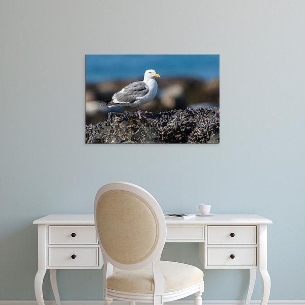 Easy Art Prints Rick A Brown's 'Western Gull' Premium Canvas Art