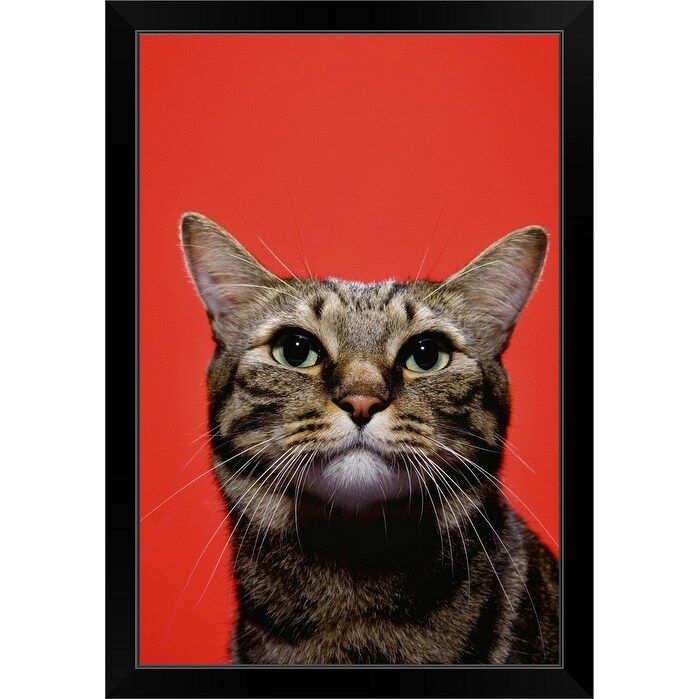Shop Japanese Cat Looking Up Close Up Black Framed Print On Sale Overstock 30206299