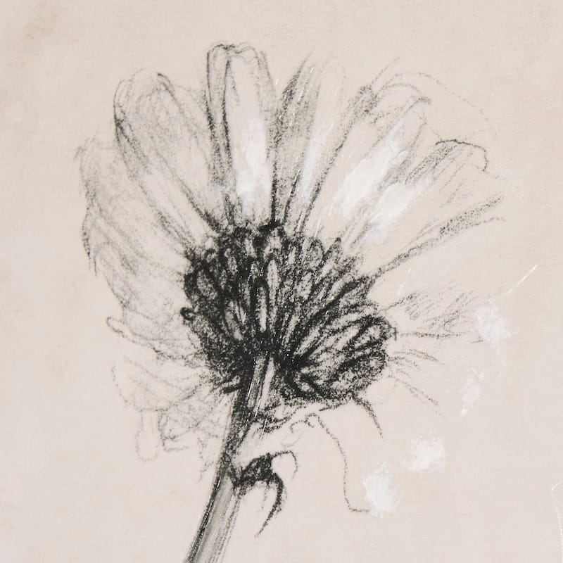 Chamomile Drawing I (30 x 45) Canvas Art Print