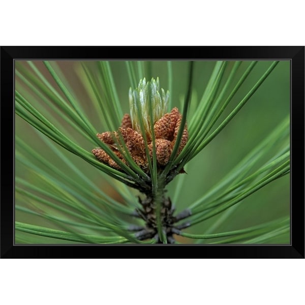 "Close-up of Senita Organ Pipe cactus, Cereus schotii, Arizona, USA" Black Framed Print