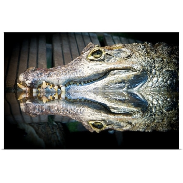 "Reflection of a crocodile in water" Poster Print